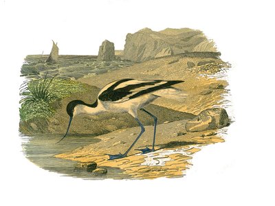 Naturhistorisk plade: Zoologisk tavle, der repræsenterer de langsgående vadefugle af Edouard Travies