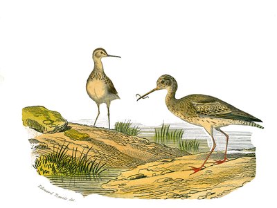 Naturhistorisk plade: Zoologisk tavle, der repræsenterer de langsgående vadefugle af Edouard Travies