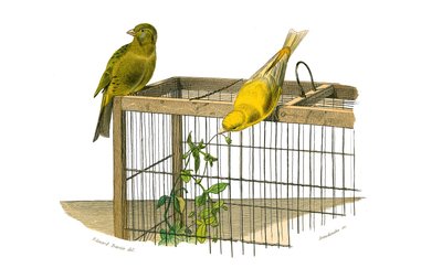 Naturhistorisk tavle: Zoologisk tavle, der repræsenterer konirostro spurvefugle (kegleformet næb). De Kanariske Øer. Tallerken tegnet fra de ni bind om fugle i "" Works complete of Buffon""" skrevet af naturforsker Georges Louis Leclerc, greve af Buffon (1 af Edouard Travies