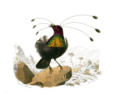 Naturhistorisk tavle: Zoologisk tavle, der repræsenterer konirostro spurvefugle (kegleformet næb). Sifileten. Tavle tegnet fra de ni bind om fugle i "" Works complete of Buffon""" skrevet af naturforsker Georges Louis Leclerc, greve af Buffon (1707-1788) af Edouard Travies