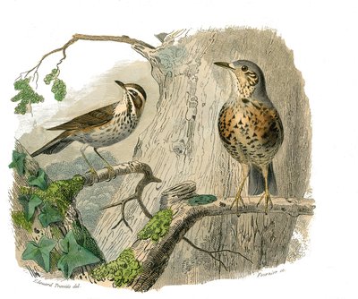 Naturhistorisk tavle: Zoologisk tavle, der repræsenterer konirostro spurvefugle (kegleformet næb). Det forbandede og dræner. Tallerken tegnet fra de ni bind om fugle i "" Works complete of Buffon""" skrevet af naturforskeren Georges Louis Leclerc, greve af af Edouard Travies