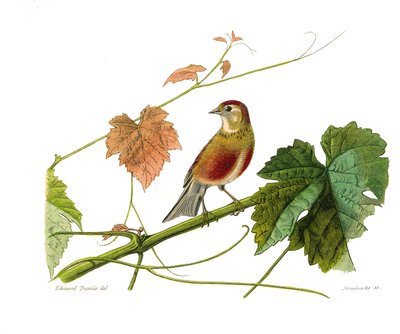 Naturhistorisk tavle: Zoologisk tavle, der repræsenterer konirostro spurvefugle (kegleformet næb). Linotten. Tavle tegnet fra de ni bind om fugle i "" Works complete of Buffon""" skrevet af naturforsker Georges Louis Leclerc, greve af Buffon (1707-1788) af Edouard Travies