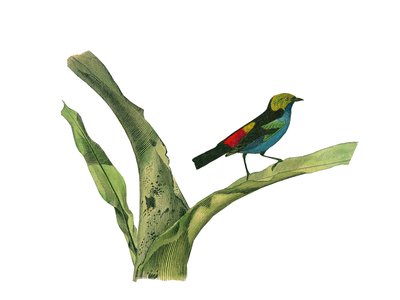 Naturhistorisk tavle: Zoologisk tavle, der repræsenterer konirostro spurvefugle (kegleformet næb). Plade tegnet fra de ni bind om fugle i "" Works complete of Buffon""" skrevet af naturforsker Georges Louis Leclerc, greve af Buffon (1707-1788) mellem 1749 af Edouard Travies