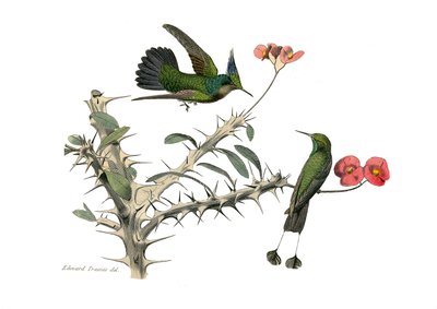 Naturhistorisk tavle: Zoologisk tavle, der repræsenterer konirostro spurvefugle (kegleformet næb). Hoopolyfluefuglen og sneskofluefuglen. Tallerken tegnet fra de ni bind om fugle i "" Works complete of Buffon""" skrevet af naturforsker Georges Louis Le af Edouard Travies
