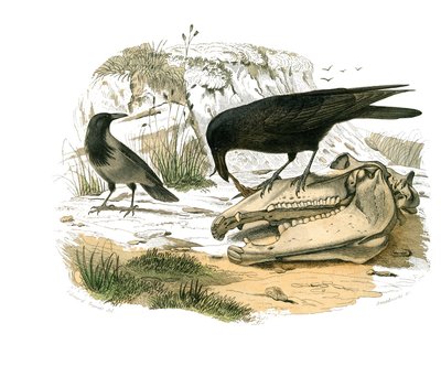Naturhistorisk tavle: Zoologisk tavle, der repræsenterer konirostro spurvefugle (kegleformet næb). Ravnen. Tavle tegnet fra de ni bind om fugle i "" Works complete of Buffon""" skrevet af naturforsker Georges Louis Leclerc, greve af Buffon (1707-1788) af Edouard Travies