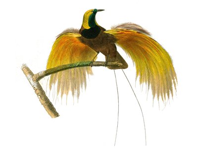 Natural history board: Zoological board representing conirostrous passerinesdani af Edouard Travies