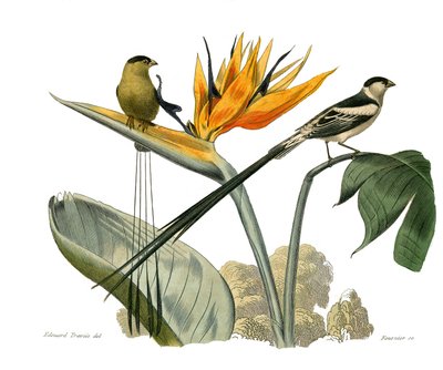 Natural history board: Zoological board representing conirostrous passerinesdani af Edouard Travies