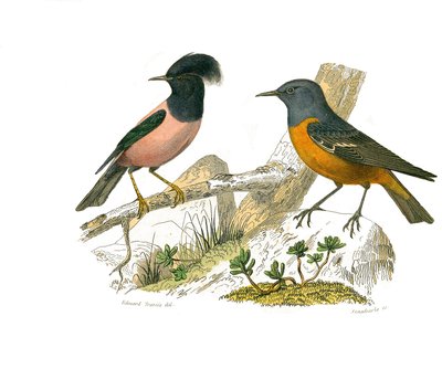Naturhistorisk tavle: Zoologisk tavle, der repræsenterer konirostro spurvefugle af Edouard Travies