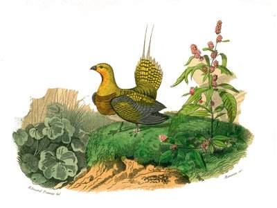 Naturhistorisk bestyrelse: Zoologisk bestyrelse, der repræsenterer gallinacer: ganga. Tallerken tegnet fra de ni bind om fugle i "" Works complete of Buffon""" skrevet af naturforsker Georges Louis Leclerc, greve af Buffon af Edouard Travies