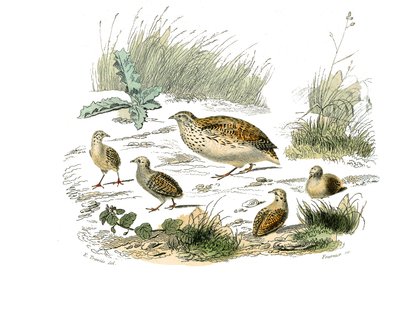 Naturhistorisk bestyrelse: Zoologisk bestyrelse, der repræsenterer gallinacer: vagtler. Tallerken tegnet fra de ni bind om fugle i "" Works complete of Buffon""" skrevet af naturforskeren Georges Louis Leclerc, greve af Buffon (1707-1788) mellem 1749 og 17 af Edouard Travies