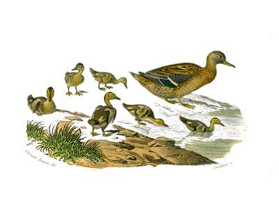 Naturhistorisk tavle: Zoologisk tavle, der repræsenterer lamellirostrous palmipedes (med lameller eller tænder). Hunanden og dens unger. Plade tegnet fra de ni bind om fugle i "" Works complete of Buffon""" skrevet af naturforsker Georges Louis Leclerc, af Edouard Travies