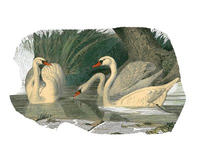 Naturhistorisk tavle: Zoologisk tavle, der repræsenterer lamellirostrous palmipedes af Edouard Travies