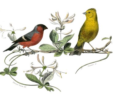 Natural history board: Zoological board representing the bouvreuil and the Sparrow of France. Plate drawn from the nine volumes on birds in “Works complete of Buffon” ”” written by naturalist Georges Louis Leclerc, Count of Buffondani af Edouard Travies
