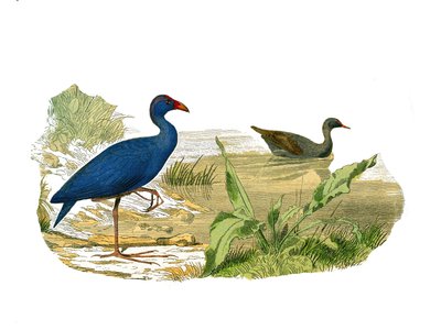 Naturhistorisk tavle: Zoologisk tavle, der repræsenterer den langstrakte skygge (lang og mager næb): sultanhønen (sultanhøne) og vandhønen. Tallerken tegnet fra de ni bind om fugle i "" Works complete of Buffon""" skrevet af naturforsker Georges Lo af Edouard Travies