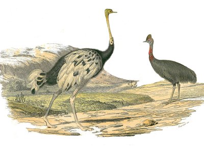 Naturhistorisk bestyrelse: Zoologisk bestyrelse, der repræsenterer vadefuglene: struds og casoar. Plade tegnet fra de ni bind om fugle i "" Works complete of Buffon""" skrevet af naturforsker Georges Louis Leclerc, greve af Buffon (1707-1788) mellem 1749 o af Edouard Travies