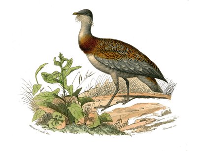 Naturhistorisk bestyrelse: Zoologisk tavle, der repræsenterer vadefuglene: Trappen. Tavle tegnet fra de ni bind om fugle i "" Works complete of Buffon""" skrevet af naturforskeren Georges Louis Leclerc, greve af Buffon (1707-1788) mellem 1749 og 1785. Illu af Edouard Travies