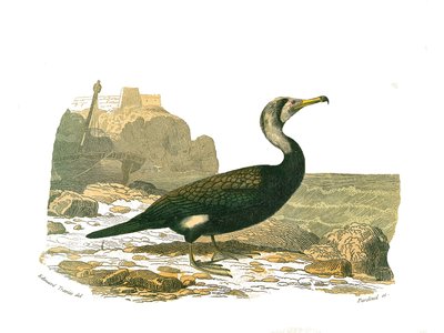 Naturhistorisk bestyrelse: Zoologisk bestyrelse, der repræsenterer totipalmer (fiskeri under vandet). Skarven. Tallerken tegnet fra de ni bind om fugle i "" Works complete of Buffon""" skrevet af naturforskeren Georges Louis Leclerc, greve af Buffon (1707- af Edouard Travies