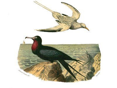 Natural history board: Zoological board representing totipalmsdani af Edouard Travies