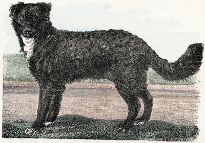 Newfoundland, Newfoundland - "Alfabet illustrerer dyr" 1800-tallet (gravering) af Edouard Travies