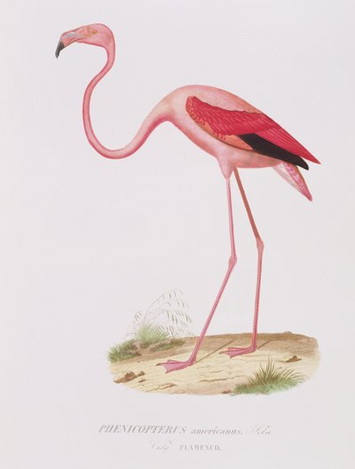 Phenicopterus americanus (Flamenco) (sic) indgraveret af Fournier, pub. af Bougeard af Edouard Travies