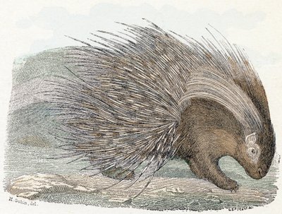 Svinekødsepos (porc-epos) - "Alfabet illustrerer dyr" 1800-tallet (gravering) af Edouard Travies