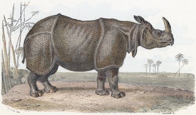Rhinoceros - "Alfabet illustrerer dyr" 1800-tallet (gravering) af Edouard Travies