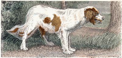 Spagneul (hund)- "Alfabet illustrerer dyr" 1800-tallet (gravering) af Edouard Travies