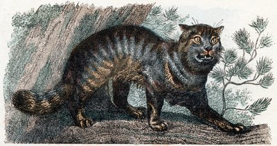 Vild kat - "Alfabet illustrerer dyr" 1800-tallet (gravering) af Edouard Travies