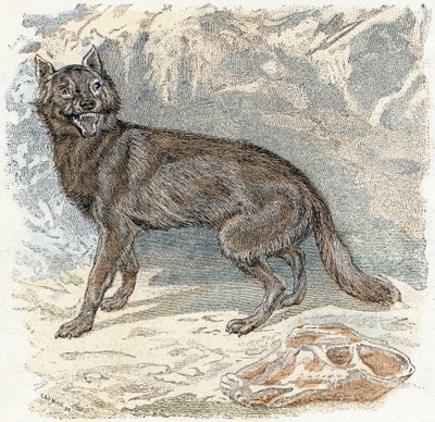 Wolf- "Alfabet illustrerer dyr" 1800-tallet (gravering) af Edouard Travies