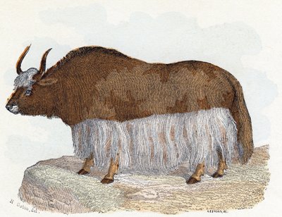 Yack (yak) - "Alfabet illustrerer dyr" 1800-tallet (gravering) af Edouard Travies