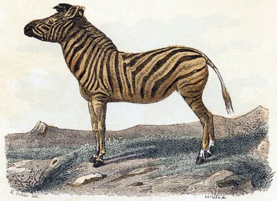 Zebra - "Alfabet illustrerer dyr" 1800-tallet (gravering) af Edouard Travies