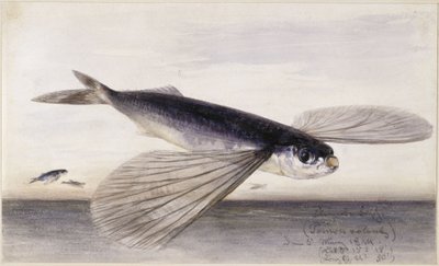 Undersøgelser af fisk (flyvefisk) af Eduard Hildebrandt