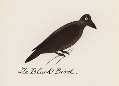 Edward Lear, The Bird Book: The Black Bird (farve litho) af Edward (after) Lear