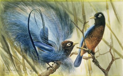Blue-bird of Paradise, 1909 (wc på papir) af Edward Adrian Wilson