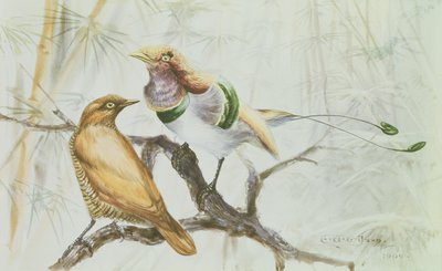 King Bird of Paradise, 1909 (wc på papir) af Edward Adrian Wilson