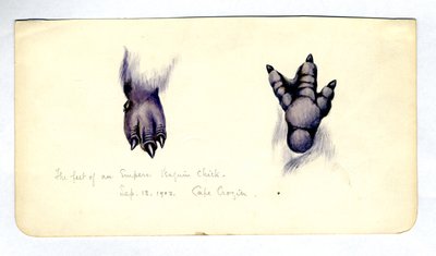To studier af foden af en kejserpingvinkylling, 1901-04 (wc på papir) af Edward Adrian Wilson