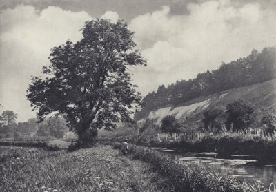 Den store aske på Main Carrier, Leckford (s/h-foto) af Edward Alfred Barton