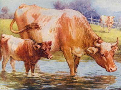 Køer og kalv (farve litho) af Edward Brice Montefiore