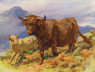 Highland ko og kalv (farve litho) af Edward Brice Montefiore