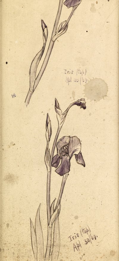 Iris, 1869 af Edward Burne Jones