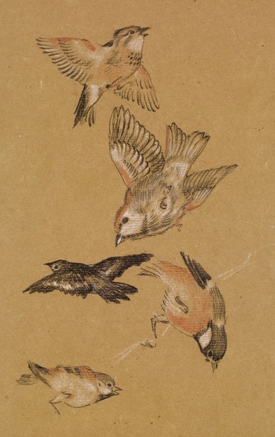 Love leading the Pilgrim - Study of Birds: Finches, 1897 af Edward Burne Jones