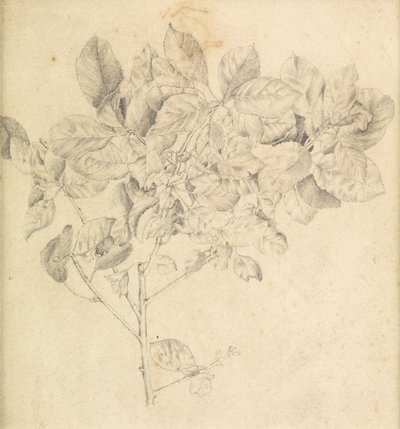 Studie til æbleplantage af Edward Burne Jones
