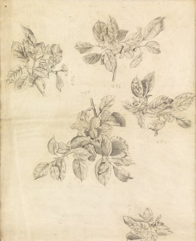 Studie af æbler, muligvis med baggrund i "Arthur in Avalon", nummer 2 af Edward Burne Jones