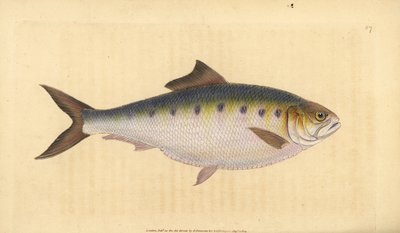 Allis shad, Alosa alosa (Shad, Clupea alosa). Håndfarvet kobberplade tegnet og indgraveret af Edward Donovan fra hans Natural History of British Fishes, Donovan og F.C. og J. Rivington, London af Edward Donovan
