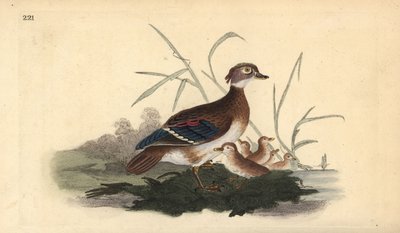 Amerikansk skovand (hun og ung). Håndfarvet kobberplade tegnet og graveret af Edward Donovan fra hans egen "Natural History of British Birds," London af Edward Donovan