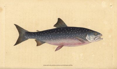 Fjeldørred, Salvelinus alpinus alpinus (Alpine laks, Salmo alpinus). Håndfarvet kobberplade tegnet og indgraveret af Edward Donovan fra hans Natural History of British Fishes, Donovan og F.C. og J. Rivington, London af Edward Donovan