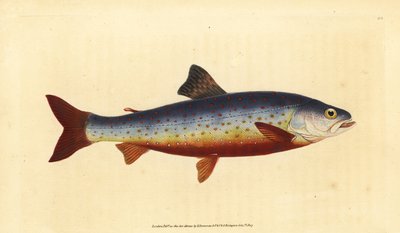 Fjeldørred, Salvelinus alpinus alpinus (Salvelsk ørred, Salmo salvelinus). Håndfarvet kobberplade tegnet og indgraveret af Edward Donovan fra hans Natural History of British Fishes, Donovan og F.C. og J. Rivington, London af Edward Donovan
