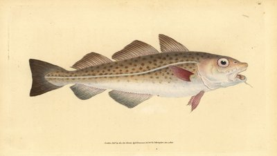 Atlanterhavstorsk eller torskefisk. Gadus morhua. Sårbar. Håndfarvet kobberplade tegnet og indgraveret af Edward Donovan fra hans Natural History of British Fishes, Donovan og F.C. og J. Rivington, London af Edward Donovan