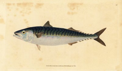 Atlantisk makrel, Scomber scombrus (Mackarel, Scomber scomber). Håndfarvet kobberplade tegnet og indgraveret af Edward Donovan fra hans Natural History of British Fishes, Donovan og F.C. og J. Rivington, London af Edward Donovan