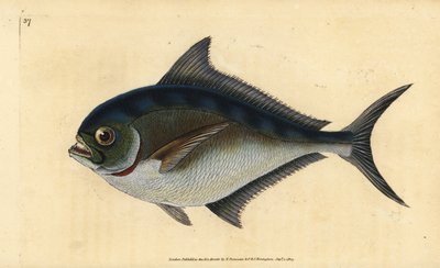 Atlanterhavspomfret, Brama brama (Rays tandede forgyldte hoved, Sparus raii). Håndfarvet kobberplade tegnet og indgraveret af Edward Donovan fra hans Natural History of British Fishes, Donovan og F.C. og J. Rivington, London af Edward Donovan